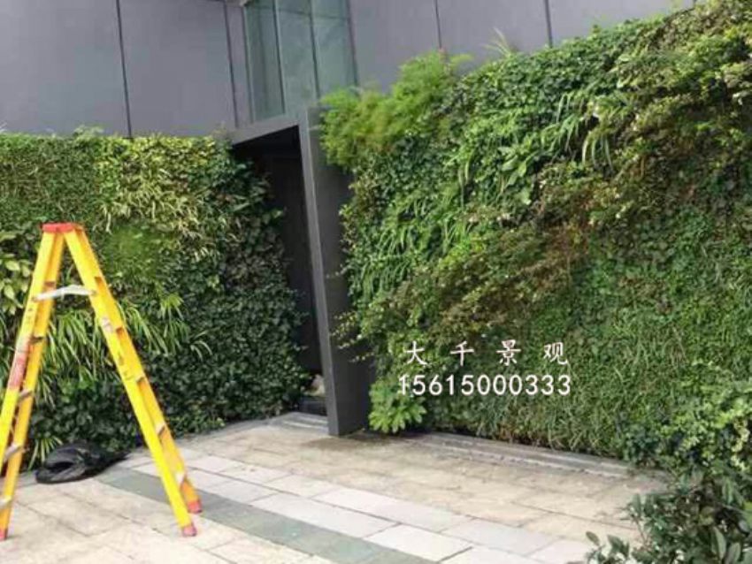 點(diǎn)擊查看詳細(xì)信息<br>標(biāo)題：綠植墻 閱讀次數(shù)：1602